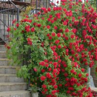 example of the use of bright roses in landscape design photo