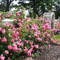 the idea of ​​using bright roses in landscape design photo