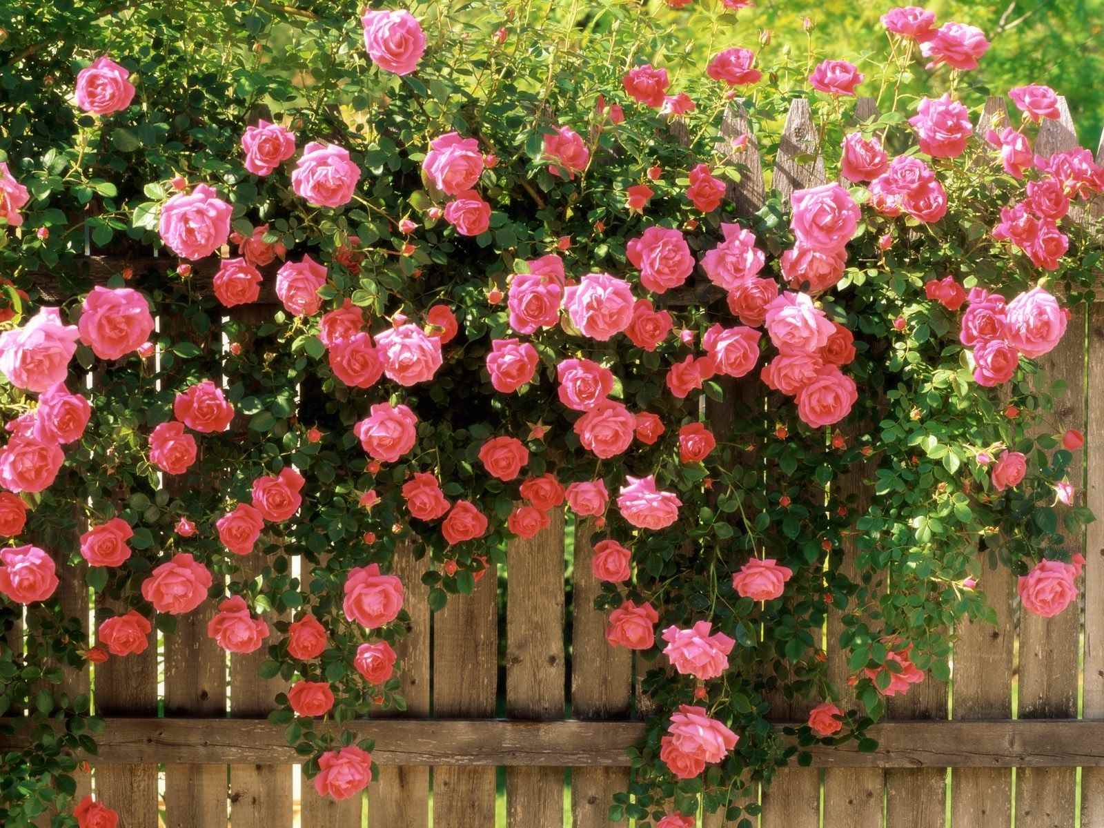 the option of using beautiful roses in landscape design