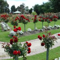 the idea of ​​using unusual roses in the design of the yard picture