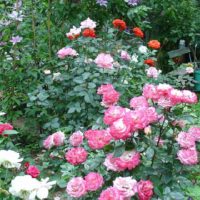option of using unusual roses in the design of the yard picture