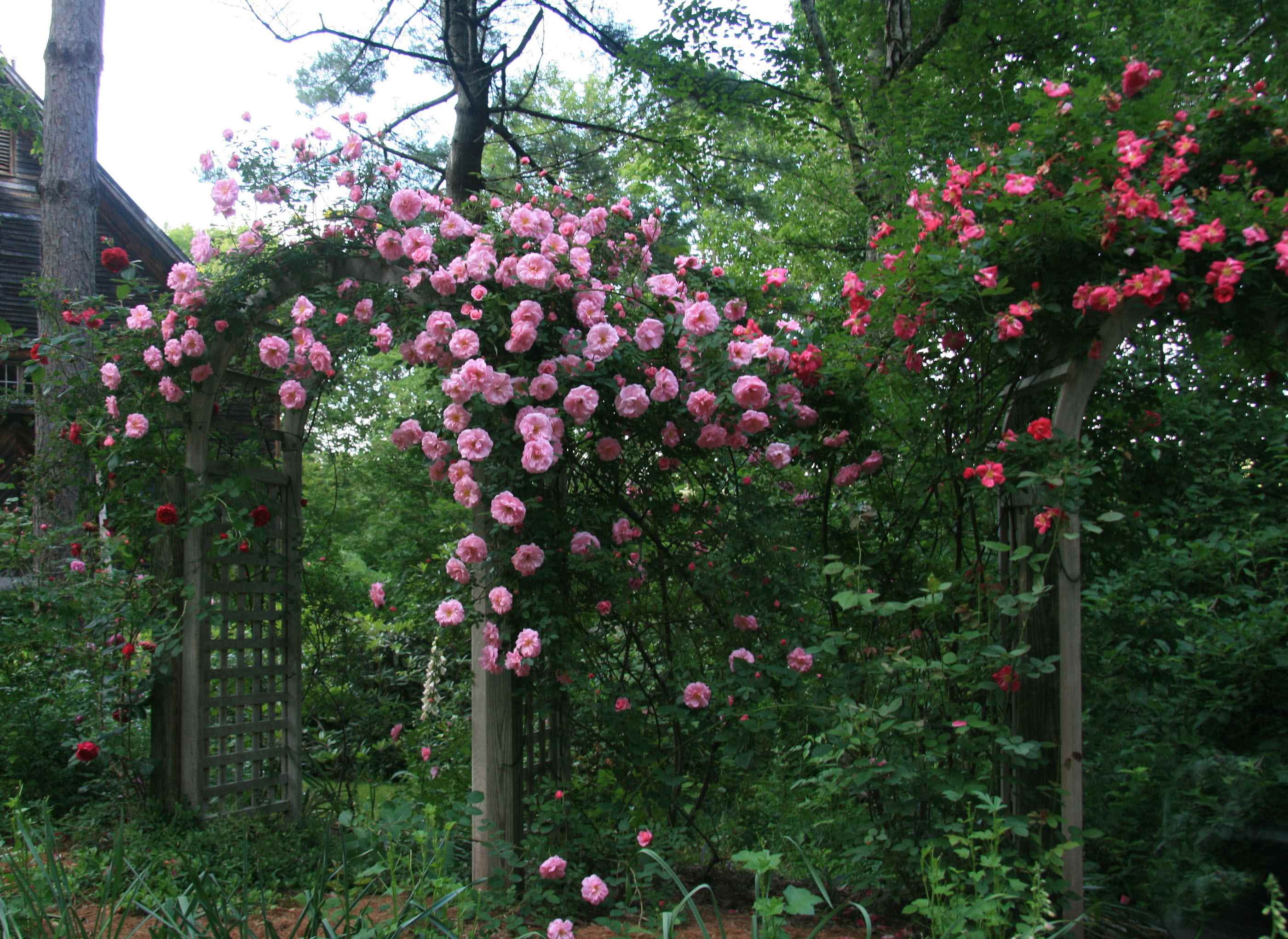 the idea of ​​using unusual roses in the design of the yard