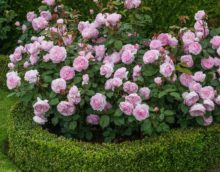 the idea of ​​using beautiful roses in landscape design photo
