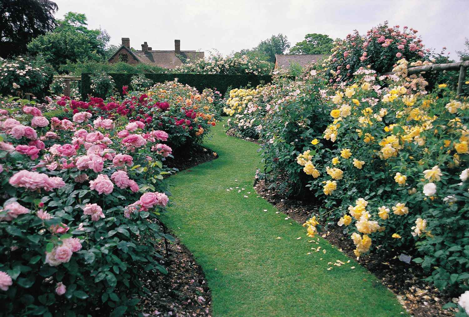 option of using bright roses in landscape design