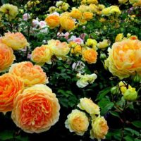 the option of using bright roses in the design of the yard picture
