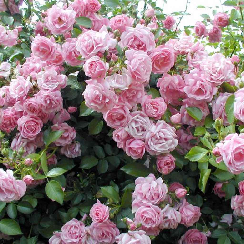 example of the use of unusual roses in the design of the yard
