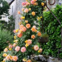 the idea of ​​using bright roses in landscape design picture