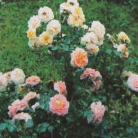 example of the use of light roses in landscape design photo