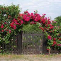 example of the use of bright roses in the design of the yard picture