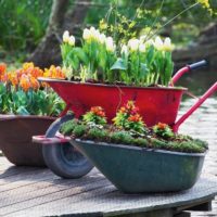 Do-it-yourself flower beds from garden wheelbarrows