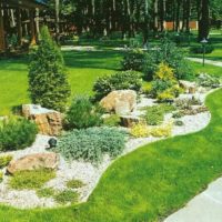 Garden composition of conifers