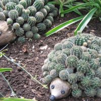 Cactus hedgehogs for garden decoration