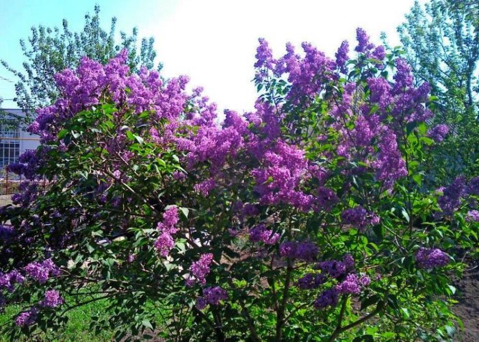 Blooming lilac in the garden landscape
