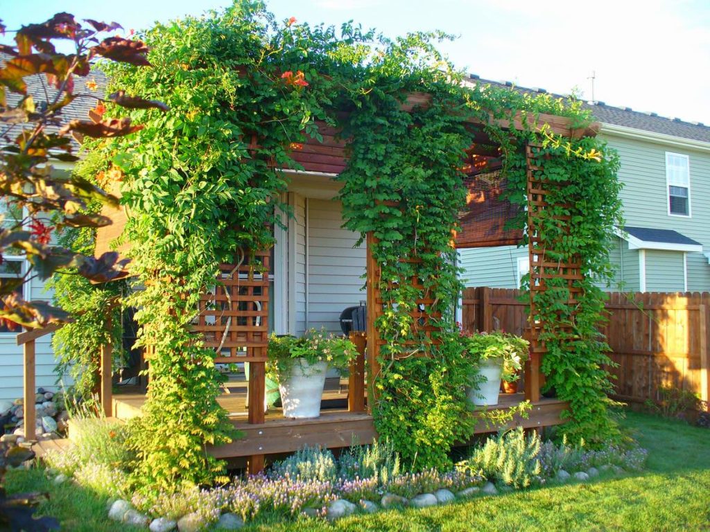 Terrasse extérieure avec plantes grimpantes