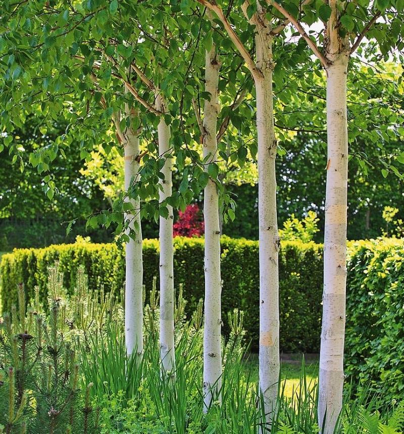 Small birch alley with white trunks in a small area design