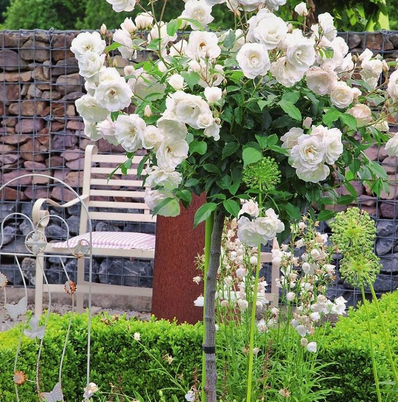 Blooming white standard rose in a suburban area