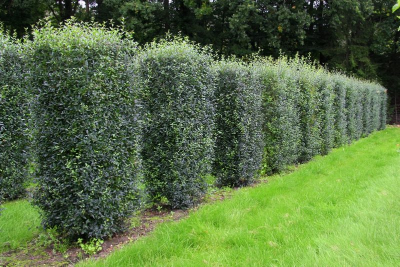 Common hedge of privet