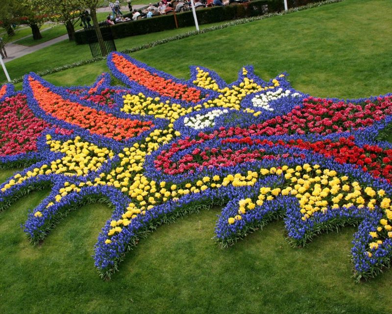 Lawn decoration with flowering annual plants