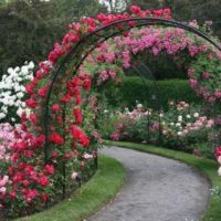 Arco con rose su un percorso del giardino