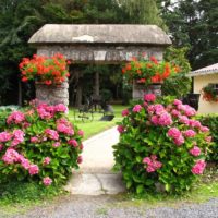 Hortensias roses sur les côtés d'une allée de jardin