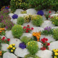 Annual flowers between stone boulders