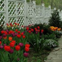 Flowerbed with tulips along a wooden fence
