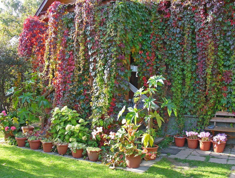 Wall of a country house with a girl's grape in early autumn