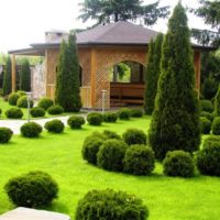 Spherical thuja in a landscape of a small garden
