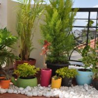 Potted plants for decorating a small garden