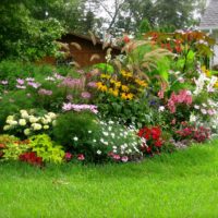Garden flower bed with perennials