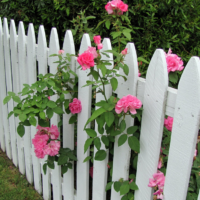 Cespuglio di rose vicino ad un recinto di legno bianco