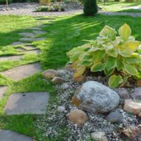 Penumbra hosta on a flowerbed with stones