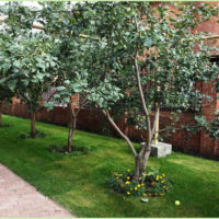 Pear trees along a garden path