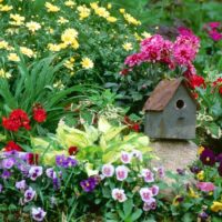 Birdhouse sur une pierre entre hôtes et violettes