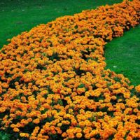 Lawn Decorations with Orange Marigolds