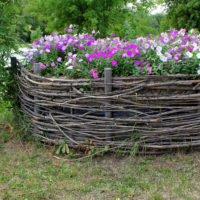 Wicker bed with blooming petunias