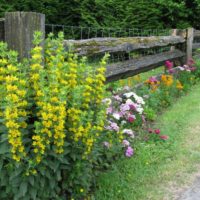 Yellow flowers along a wooden fence