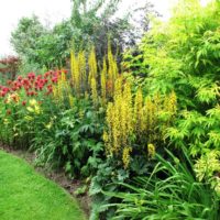 Flowers and shrubs in the garden landscape
