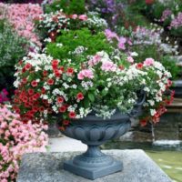 Beautiful flowers in a concrete pot
