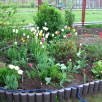 Flowerbed with tulips do it yourself