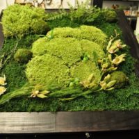 Volumetric picture of living moss