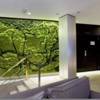 Moss in the design of the walls of residential premises