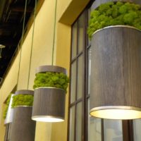 Moss in the decoration of pendant lights