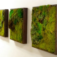 Pictures of living moss for wall decoration