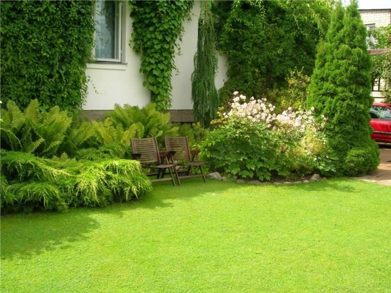 Ground grass in the garden of a country house