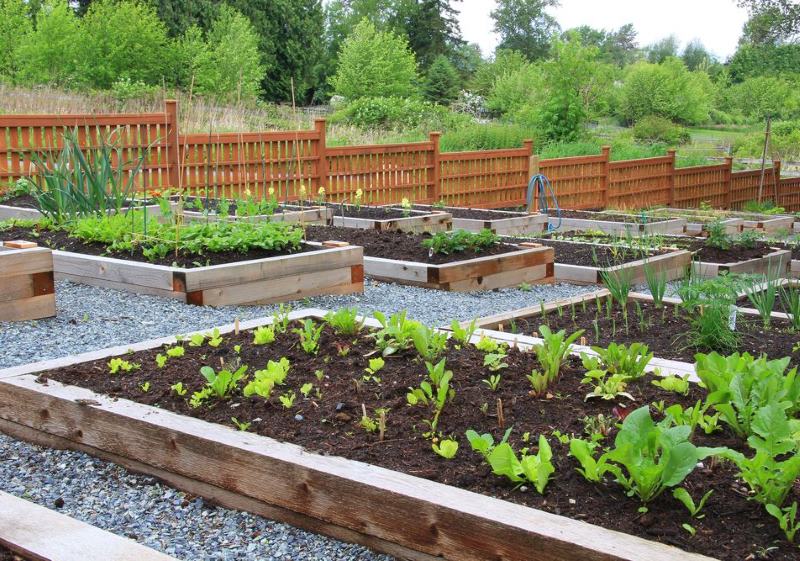 Wooden beds for growing vegetables on the slope of the plot