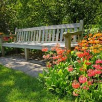 Beautiful flowers near the garden bench