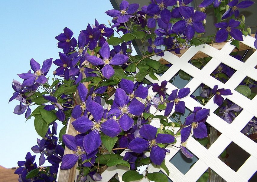 Large purple clematis flowers on a white lattice of a garden pergola
