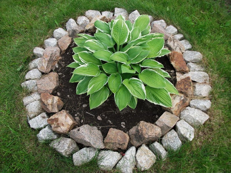Framing flower beds for hosts with medium-sized stones