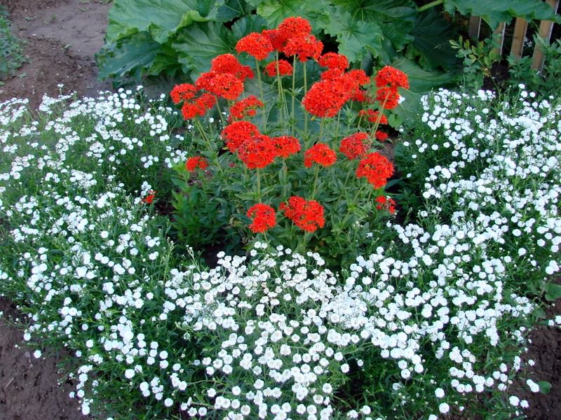 The combination of red and white flowers on one flower bed